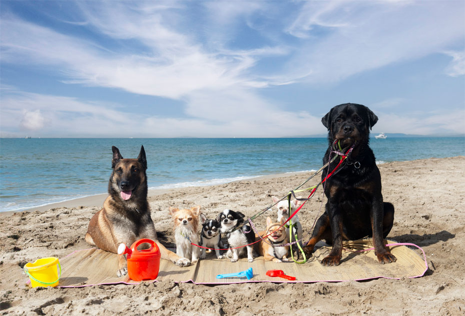 Summer Activities for Cats and Dogs: Creative Ideas for Fun and Bonding