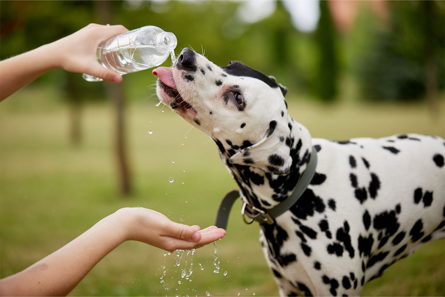 Understanding Dehydration in Pets: Signs, Solutions, and Precautions