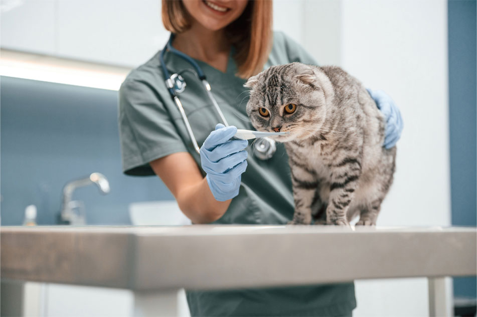 Understanding Cat Health and the Aging Process: What to Look For