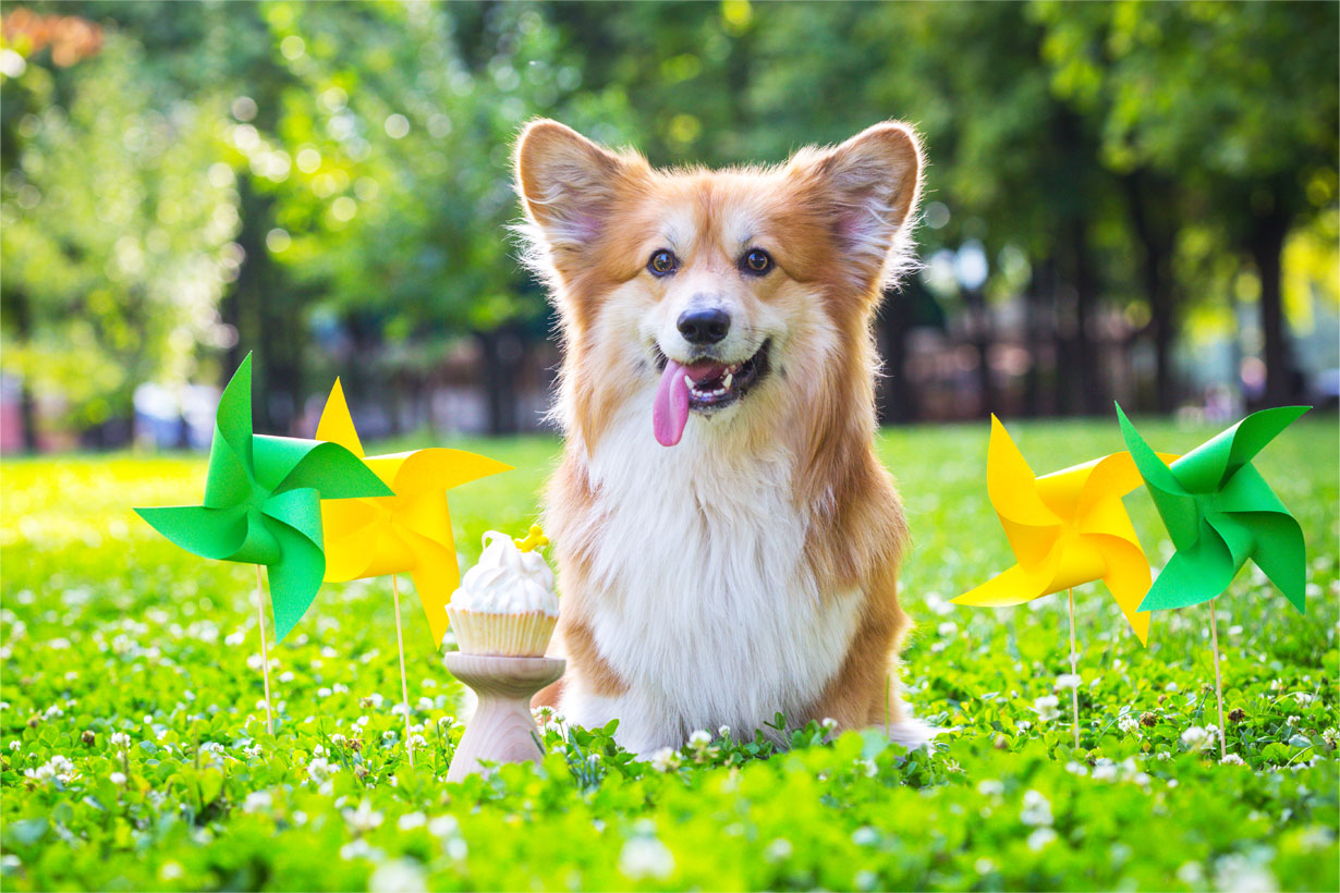 Do it Yourself Refreshing Summer Dog Treats: Create Cool Delights for Your Pup